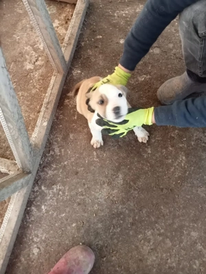  Vand pui de catei amstaff  - imagine 2