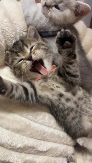  Puiuti British Shorthair isi cauta camin 