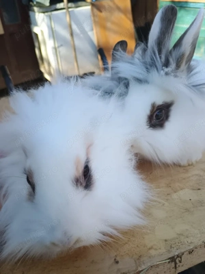 iepurasi cap de leu pitic  - imagine 2