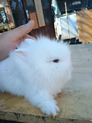 iepurasi cap de leu pitic  - imagine 3