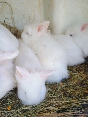 iepurasi cap de leu pitic  - imagine 4