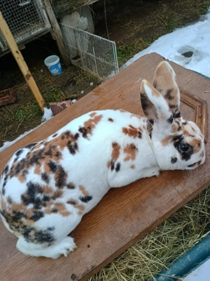 rex tricolor  - imagine 5