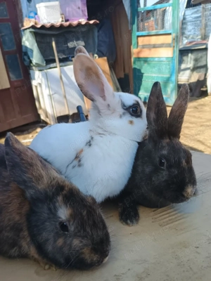 rex tricolor  - imagine 2