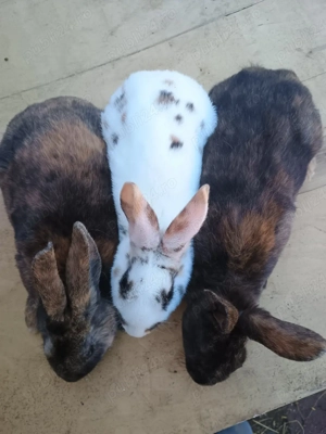 rex tricolor  - imagine 3