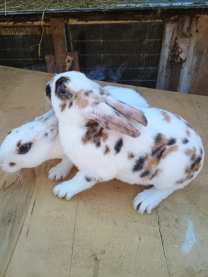 rex tricolor  - imagine 4