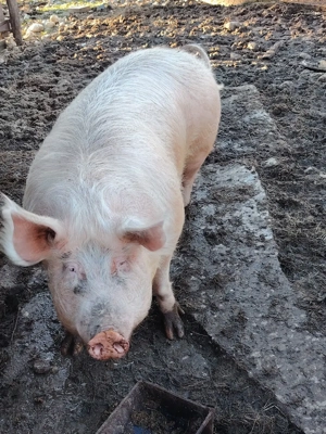 Scroafa de vânzare  - imagine 4