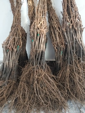 butasi de vita de vie nobila cu soiuri de masă și de vin si hibrida 