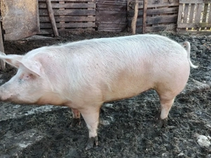 Scroafa de vânzare  - imagine 2