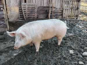 Scroafa de vânzare  - imagine 3