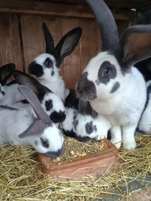 Fluture german  - imagine 3