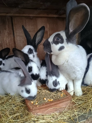 Fluture german  - imagine 2