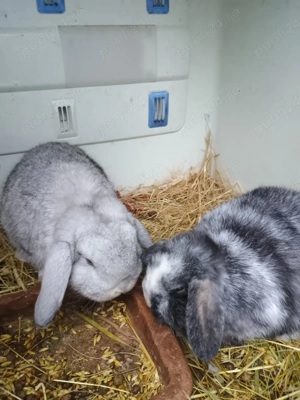 berbec pitic  - imagine 3