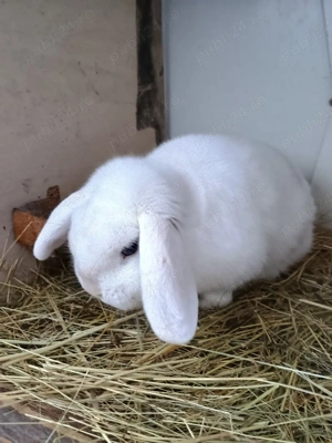 berbec pitic  - imagine 4