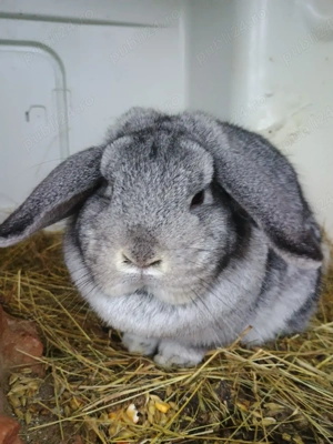 berbec pitic  - imagine 5