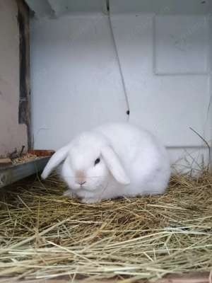 berbec pitic  - imagine 2