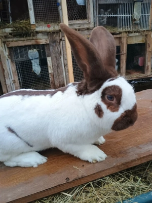 havana fluture german  - imagine 5