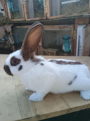 havana fluture german  - imagine 2