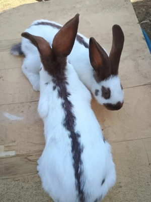 havana fluture german  - imagine 3