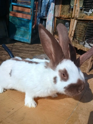 havana fluture german  - imagine 4