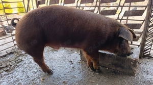 Vier duroc original  - imagine 4