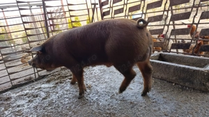 Vier duroc original  - imagine 2