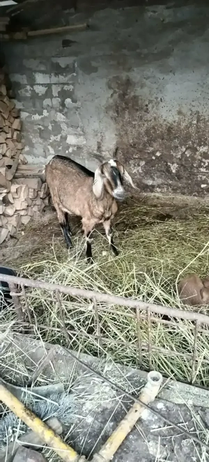 Vind o caprita cu ied de doua saptamini - imagine 3