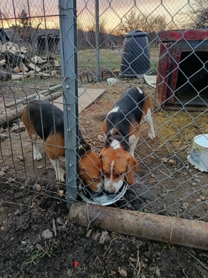 Vand caini beagle - imagine 3