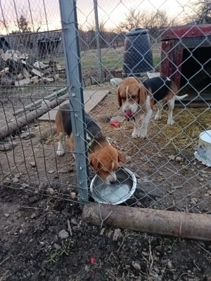 Vand caini beagle - imagine 2