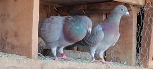 Porumbei voiajori culori rare - imagine 4