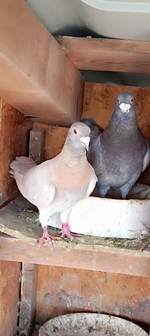 Porumbei voiajori culori rare - imagine 2