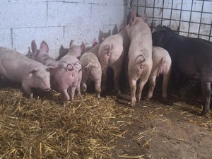 de vanzare purcei de 10sapatamani manca uscat si laturi - imagine 2