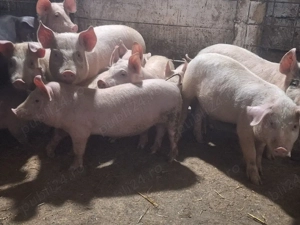 de vanzare purcei de 10sapatamani manca uscat si laturi