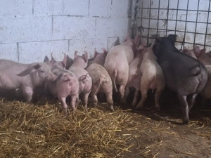 de vanzare purcei de 10sapatamani manca uscat si laturi - imagine 5