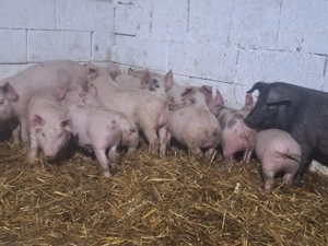 de vanzare purcei de 10sapatamani manca uscat si laturi - imagine 3