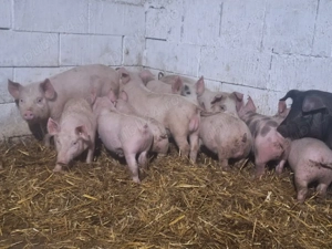 de vanzare purcei de 10sapatamani manca uscat si laturi - imagine 4