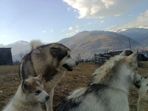 pui malamut de alaska - imagine 3