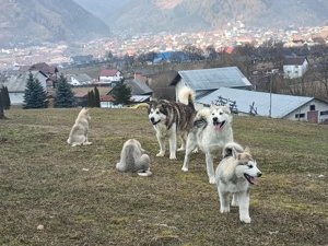 pui malamut de alaska