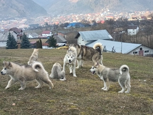 pui malamut de alaska - imagine 2