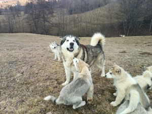 pui malamut de alaska - imagine 5