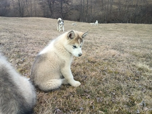 pui malamut de alaska - imagine 4