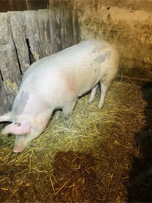 Porc de vanzare! - imagine 2