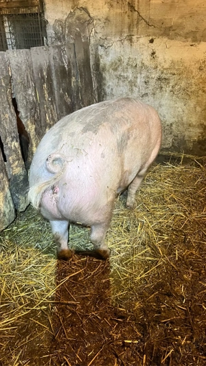 Porc de vanzare! - imagine 3