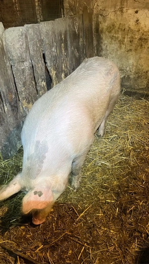 Porc de vanzare! - imagine 4
