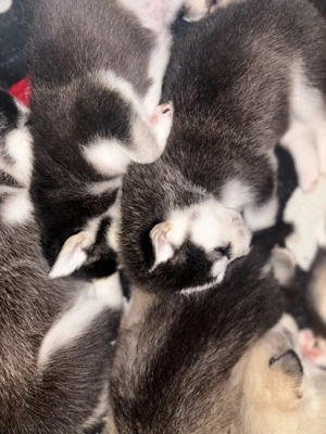 Se vand Pui de Husky Siberian - imagine 3