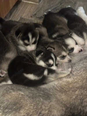 Se vand Pui de Husky Siberian - imagine 5