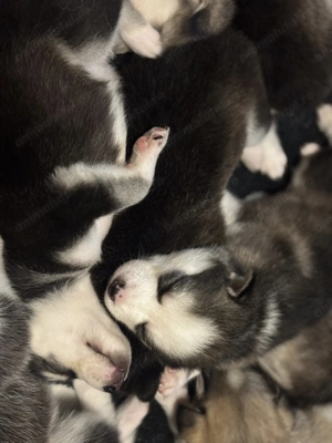 Se vand Pui de Husky Siberian - imagine 2