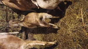 Tapisori anglo nubiene - imagine 2