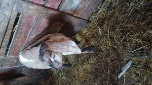 Tapisori anglo nubiene - imagine 5