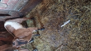 Tapisori anglo nubiene - imagine 4