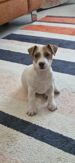 Jack Russell Terrier - imagine 2